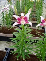 [1622 Strawbery & Cream No02.JPG]